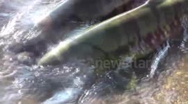 Salmon run in Hokkaido, Japan