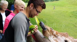 Man feeds giraffe from his mouth