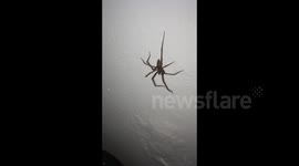 Huge house spider scares homeowners in Edinburgh