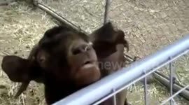 Clyde the goat makes some very strange sounds