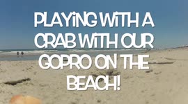 Garden City Crab captured on GoPro