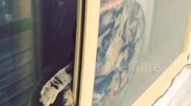 Unlucky cat stuck between window panes