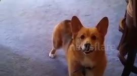 This Corgi loves the pool!