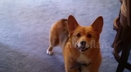 This Corgi Loves the Pool!