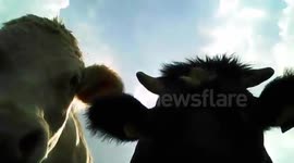 Drone rescued by curious cows