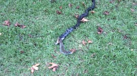 Black Eastern Rat Snake Eating a Squirrel Original