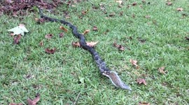 Dogwalker spots a snake eating a squirrel