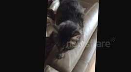 Our funny cat wants love
