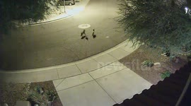 CCTV captures coyotes attacking pet cat in Arizona, US
