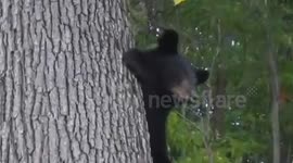 Baby bear cries in a tree