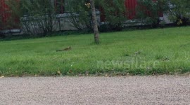 Arkhimedes The Squirrel