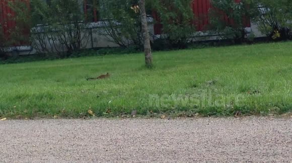Arkhimedes The Squirrel
