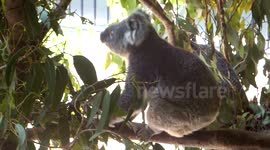 Koala in tree at Australia Zoo