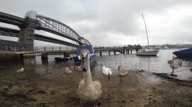 Young swan attacks camera in Cornwall, UK