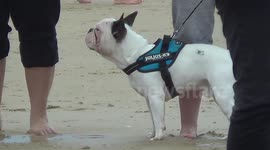Surf Dog Contest in France