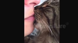 Cat passionately kisses owner