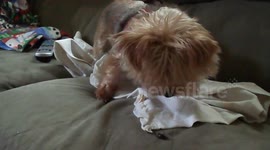 Yorkshire Terrier versus a cricket