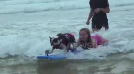 Dogs catching waves at surfing contest in France