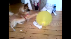 Little dog playing with Air Balloon