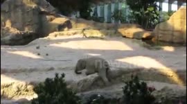 Baby elephant has a tough day