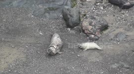 Come Back Baby Seal