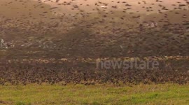 Starling Murmuration in Cornwall - Incredible Close Up View