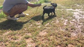 Cute Puppy Loves To Play With Water