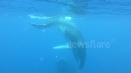 Huge humpback whale charges at diver