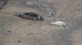 Protective seal and her pup spotted in Cornwall, UK