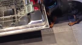 Dachshund puts toy octopus in the dishwasher