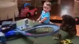 Pandemonium as dachshund watches a toy race car