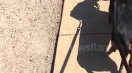 Dachshund Antics  ... the day the octopus came home!