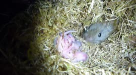 Young field vole family