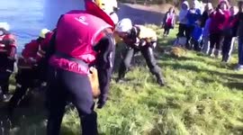 Cow rescued from island after two month disappearance