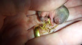 Discovering a nest of baby field voles in Wales, UK