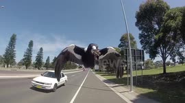 Cycling during Magpie season Shellharbou,  Australia