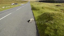 Dead badgers line country road in Dartmoor, UK