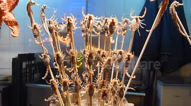 Live scorpions sold as snacks in Beijing