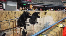 Bear Catching A Piece Of Apple