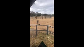 18 month old Elephant chasing a peacock