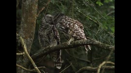 Owls kiss lovingly on tree
