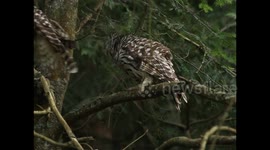 Owls kiss lovingly on tree
