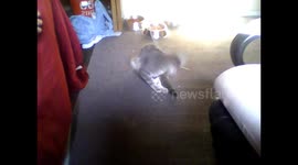 Friendly Cat Battle