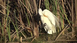 A magnificent Eastern Great Egret with its breeding plumes preening