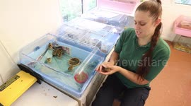 These are the eight adorable pheasant chicks whose eggs were recused from a grass fire by caring firefighters