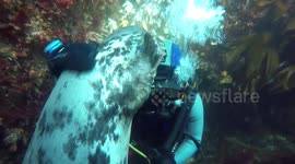 Doctor takes time out of his busy job to cuddle seals