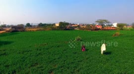 Drone rises over farm in Haryana, India