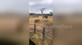 Playful baby elephant erratically chases peacock around zoo enclosure
