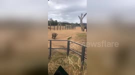 Newsflare Edit - Playful baby elephant erratically chases peacock around zoo enclosure