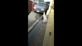 Mummy cat carries kitten into her mouth into pick-up truck